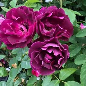 Burgundy Ice Floribunda Rose (Rosa Burgundy Ice) 3